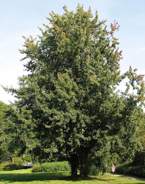 Silver Maple (Acer Saccharinum) Silver Maple (Acer Saccharinum) - Alternative Home Cooling Methods