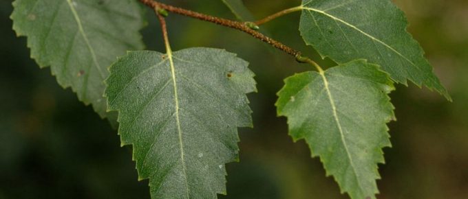 Top Tree Choices for Planting Over Plumbing