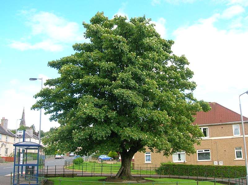 Sycamore Tree - alternative home cooling methods