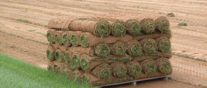 Best Seeding the Lawn Tips 101: Tips on Lawn Seeding for Beginners