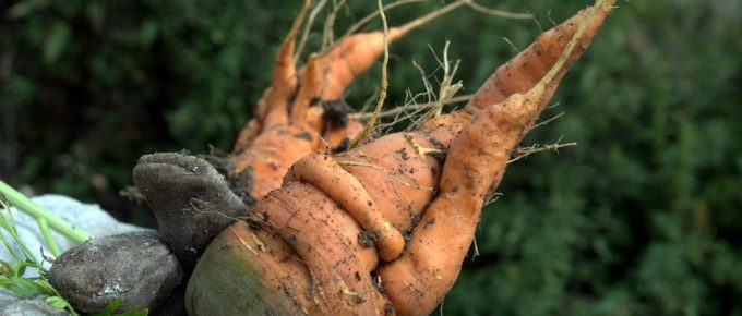 5 Steps to Ensuring the Health of Your Vegetable Crops