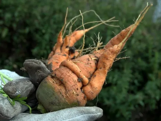 Featured of 5 Steps to Ensuring the Health of Your Vegetable Crops