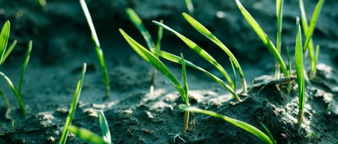 All You Need To Know About Grass Seeding