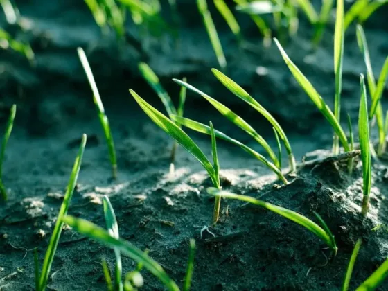 Featured of All You Need To Know About Grass Seeding