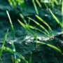 Featured of All You Need To Know About Grass Seeding