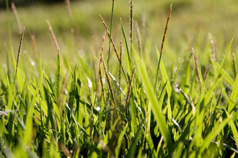 guidelines-for-applying-fertilizer-and-grass-seed-at-the-same-time