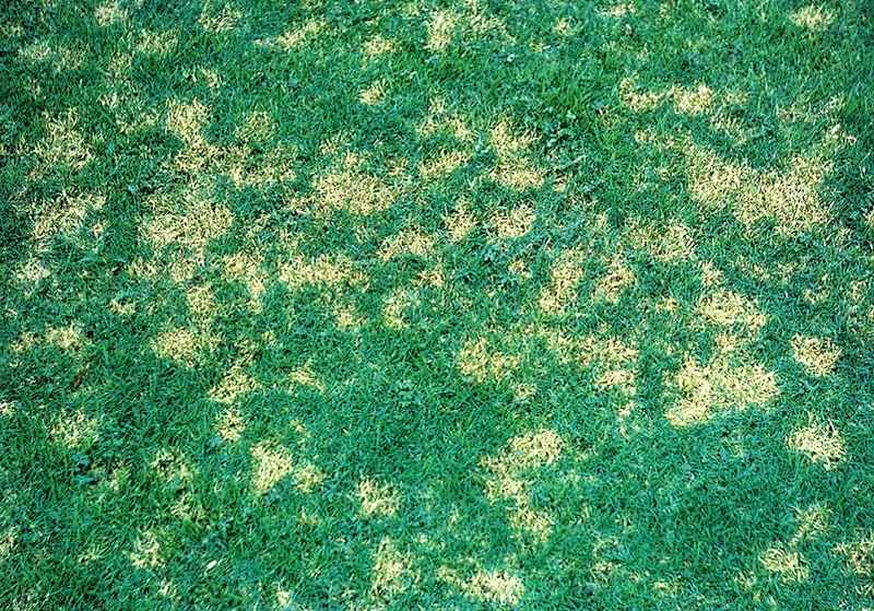 Dollar Spot - How to Treat Lawn Disease Early in the Season