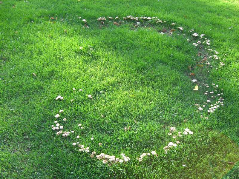 Fairy Rings - Top 5 Lawn Diseases: How to Treat Lawn Disease Early in the Season