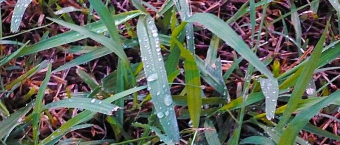 Best Ways to Get Rid of Johnson Grass