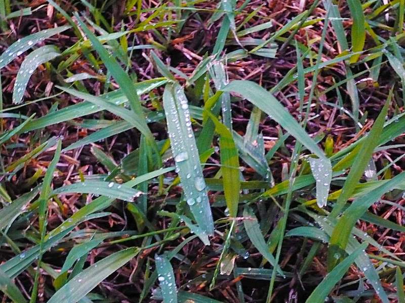 How to Get Rid of Johnson Grass