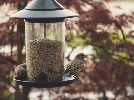 Featured of How to Save Your Bird Feeder (and Landscape) from Squirrels