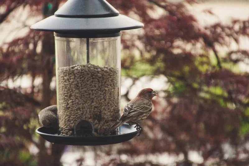 Featured of How to Save Your Bird Feeder (and Landscape) from Squirrels