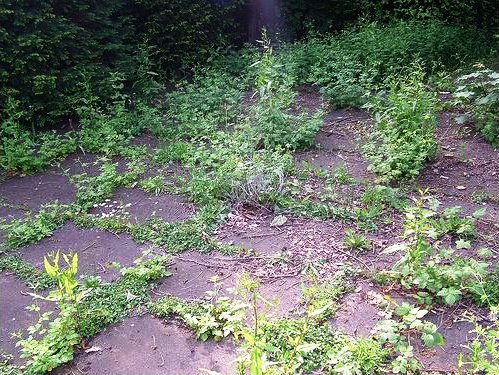 How Is the Best Way to Stop Weeds Growing Between Pavers? How Is the Best Way to Stop Weeds Growing Between Pavers?