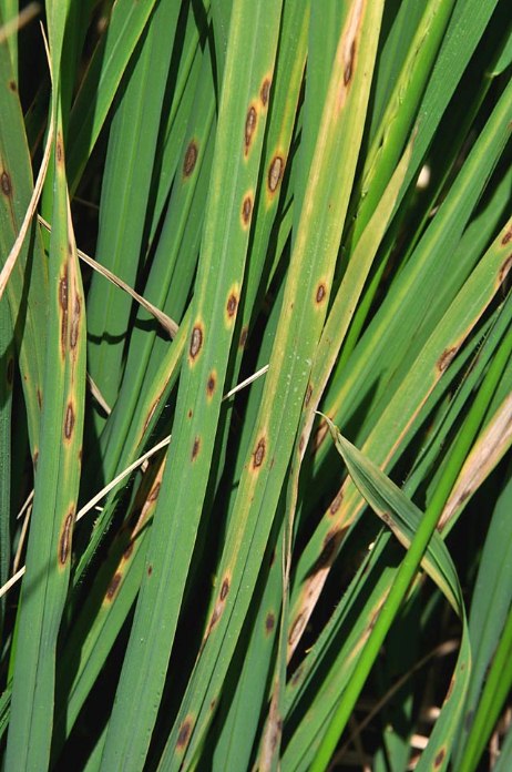 Leaf Spot Leaf Spot - How to Treat Lawn Disease Early