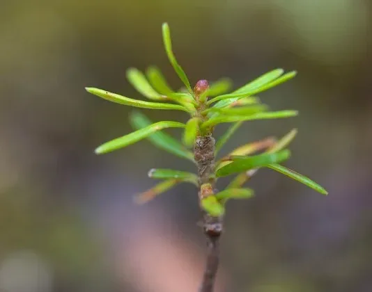 Featured of Learn How to Stop Small Trees From Growing in Grass