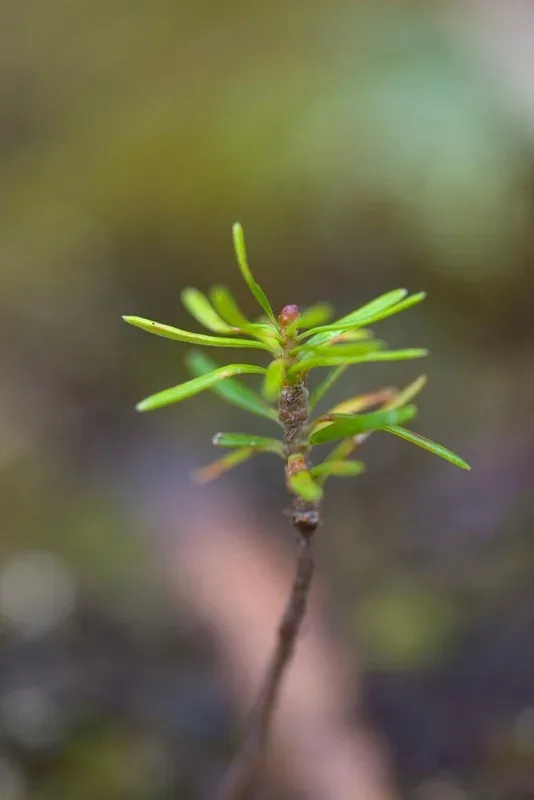 Featured of Learn How to Stop Small Trees From Growing in Grass