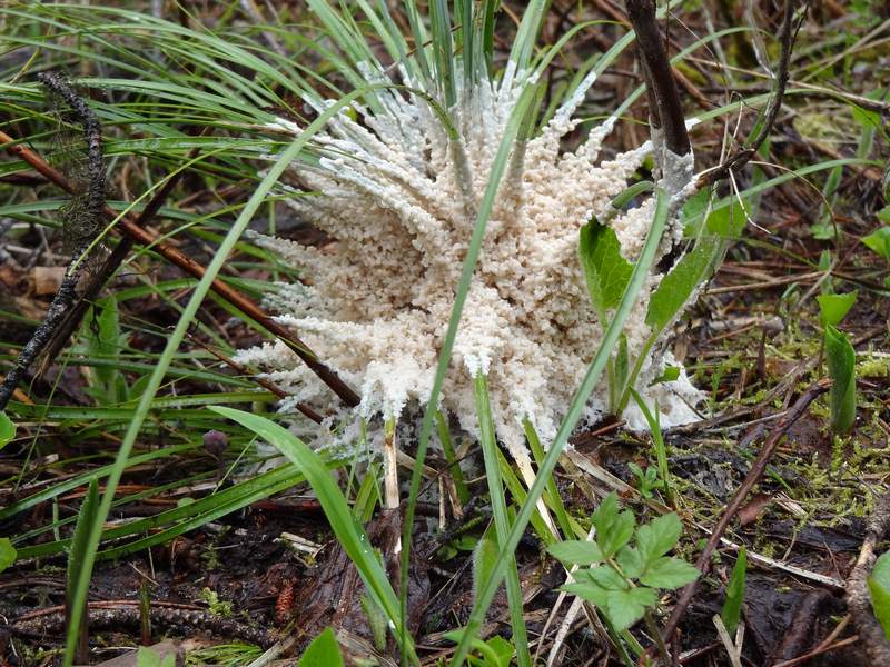 Slime Mold - How to Treat Lawn Disease Early in the Season