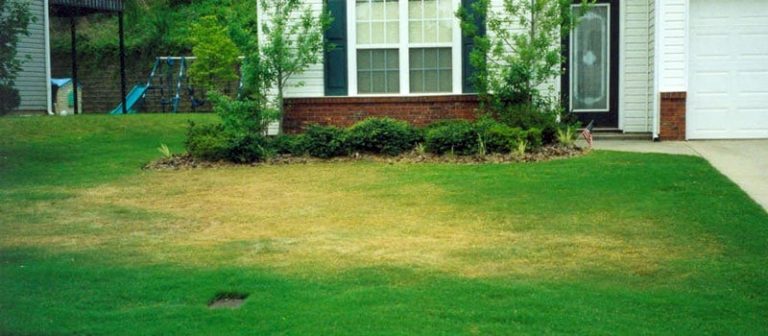 The Best Time of Day to Water Grass for Healthy Lawns