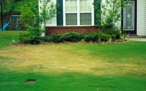 Featured of When is the Best Time to Water the Grass and Reasons Why