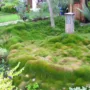 Featured of The Best Types of Grass for Lawns