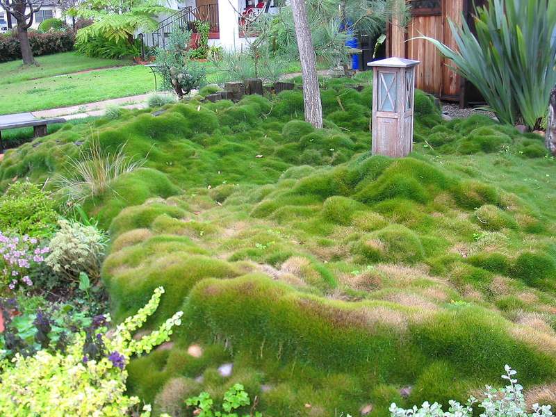 Zoysia Grass Zoysia Grass - The Best Types of Grass for Lawns