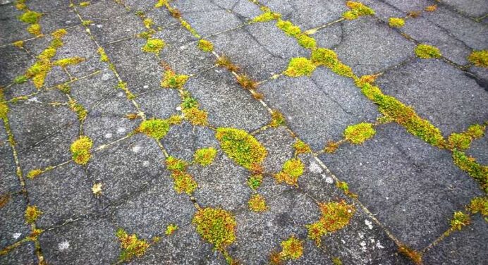 Best Way to Keep Weeds From Growing Between Pavers and Cracks