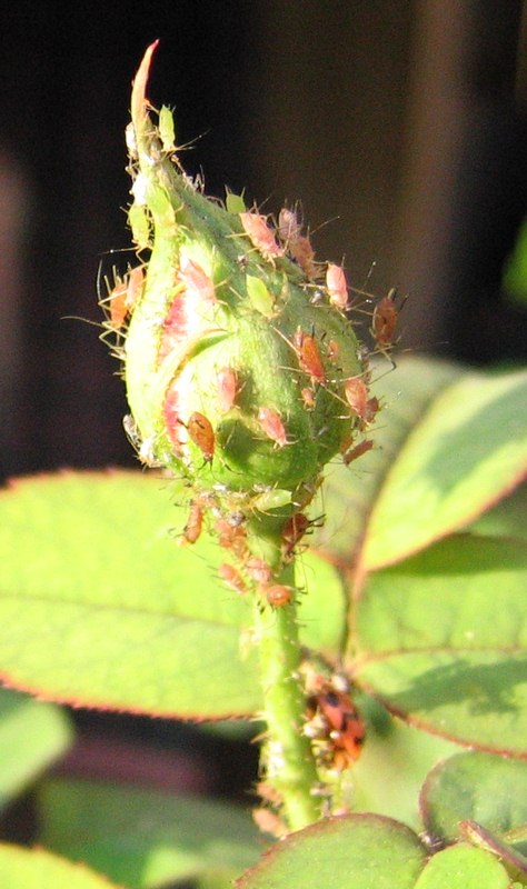 Aphids Roses - Common Rose Pests