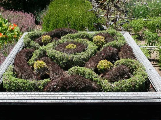 Featured of Creating a Knot Garden in a Small Yard