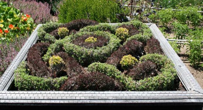 Creating a Knot Garden in a Small Yard
