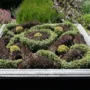 Featured of Creating a Knot Garden in a Small Yard