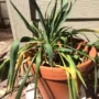 Featured of Diagnosing Plant Problems