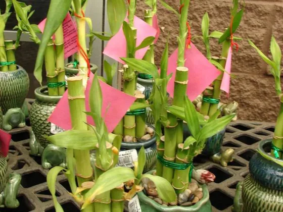 Featured of Lucky Bamboo Meanings