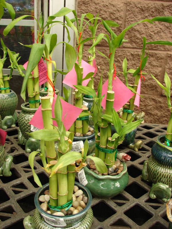 Lucky Bamboo Meanings - Everything You Need to Know