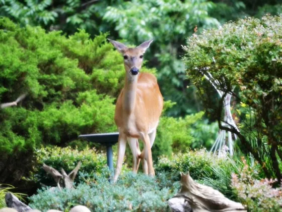 Featured of Natural Deer Deterrent