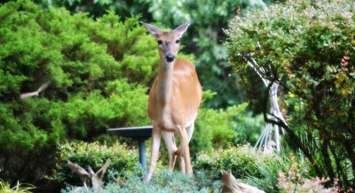 Gardening Tips: Natural Deer Deterrent, Living, Loving & Gardening With Deer