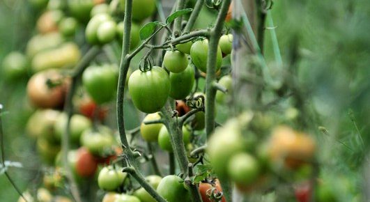 Growing Tomatoes: Plant Seedlings on Their Side for a Strong Root System