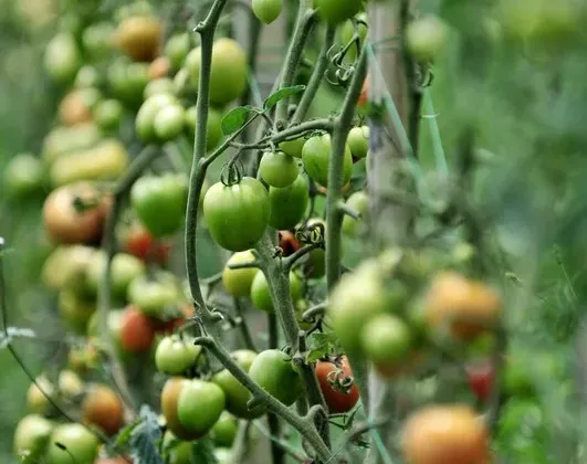 Featured of Growing Tomatoes - Plant Tomato Seedlings on Their Side for Strong Root System