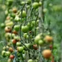 Featured of Growing Tomatoes - Plant Tomato Seedlings on Their Side for Strong Root System