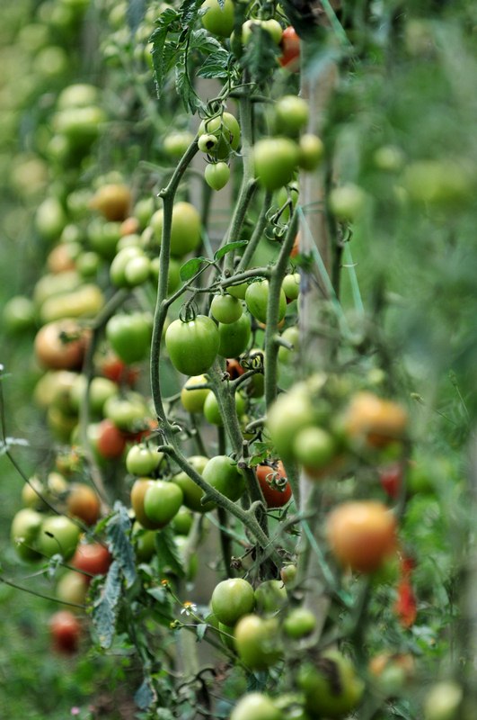Growing Tomatoes: Plant Seedlings on Their Side for a Strong Root System Growing Tomatoes - Plant Tomato Seedlings on Their Side for Strong Root System
