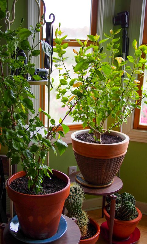 How to Keep Your Houseplants Alive and Healthy How to Keep Your Houseplants Alive and Healthy