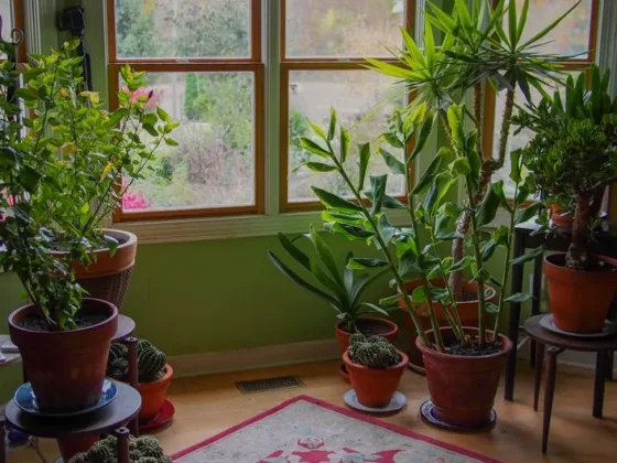 Featured of How to Keep Your Houseplants Alive and Healthy