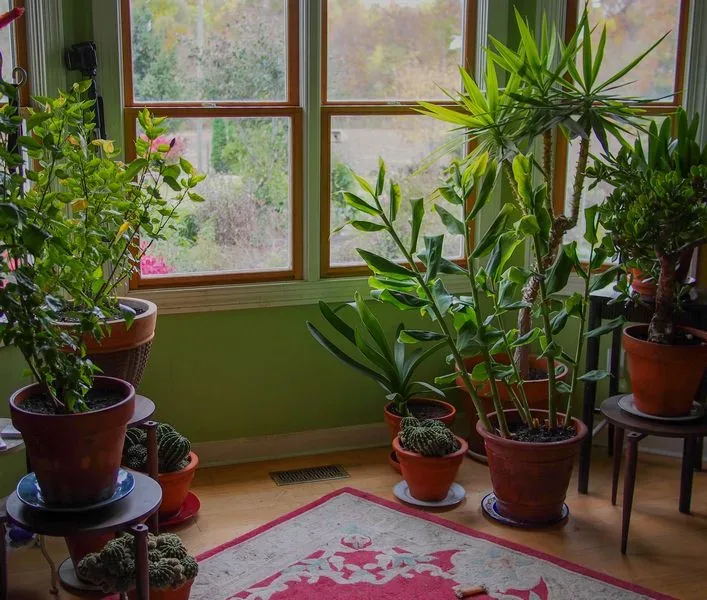 Featured of How to Keep Your Houseplants Alive and Healthy