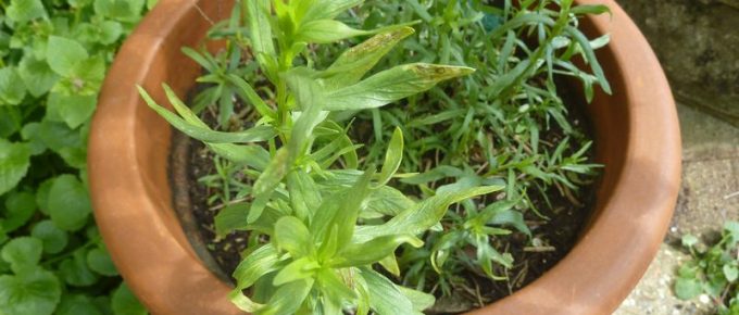 Kitchen Herbs: How to Grow and Where to Use Them