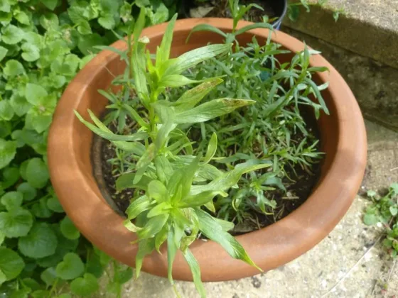 Featured of Kitchen Herbs - How to Grow and Where to Use Them