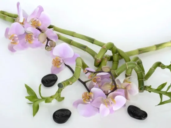 Featured of Lucky Bamboo Feng Shui, Care and Maintenance Tips