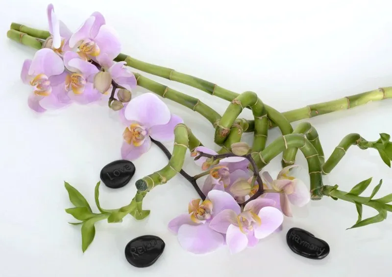 Featured of Lucky Bamboo Feng Shui, Care and Maintenance Tips