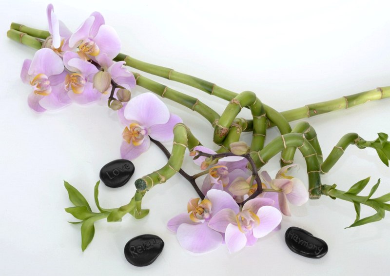 Lucky Bamboo Feng Shui, Care and Maintenance Tips Lucky Bamboo Feng Shui, Care and Maintenance Tips