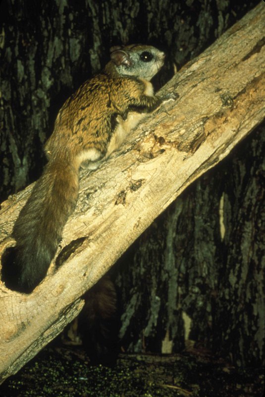 A Little Squirrels in The Attic A Little Squirrels in Attic