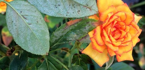 Common Rose Pests, Introduction and Prevention Guide