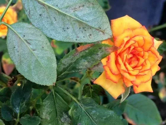 Featured of Common Rose Pests, Introduction and Prevention Guide
